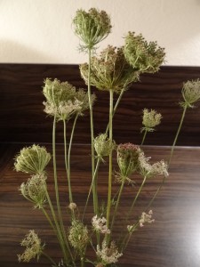 Wilde Möhre Wilde Möhre