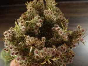 Samen der Wilden Möhre Samen der Wilden Möhre