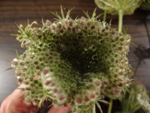 Samen der Wilden Möhre Samen der Wilden Möhre