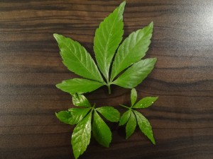 Blätter des Jiaogulan