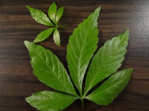 Blätter des Jiaogulan