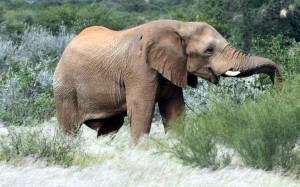 Die Parabel von den blinden Männern und dem Elefanten